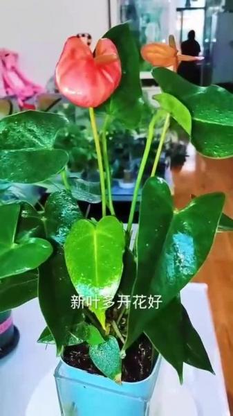 红掌的养殖方法和注意事项大全,红掌怎么养家庭养法?