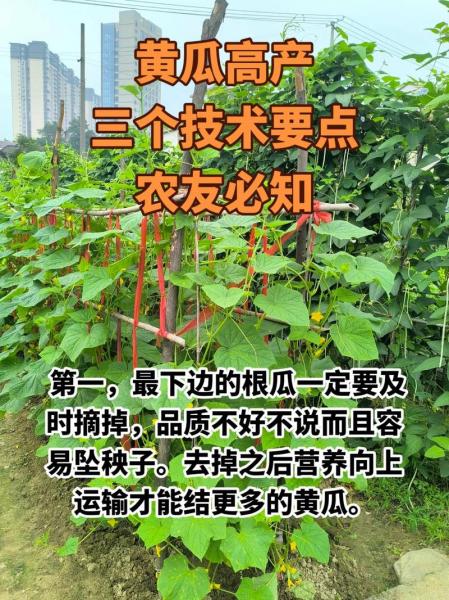 黄瓜的种植和生长过程,黄瓜的种植过程简写