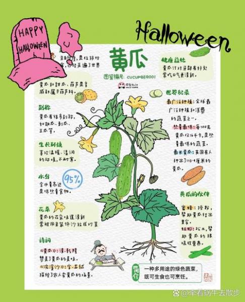 黄瓜的种植和生长过程,黄瓜的种植过程简写