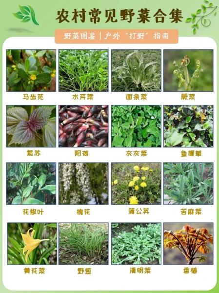 野菜种植前景如何,野菜种植前景如何呢?