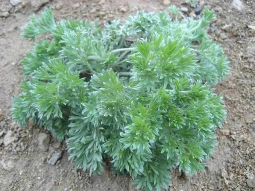 野菜种植前景如何,野菜种植前景如何呢?