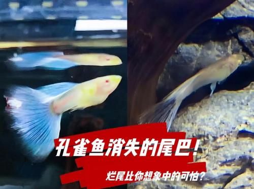 凤尾鱼老死是什么原因,凤尾鱼经常死亡原因?