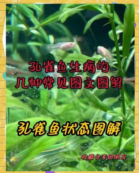 凤尾鱼老死是什么原因,凤尾鱼经常死亡原因?