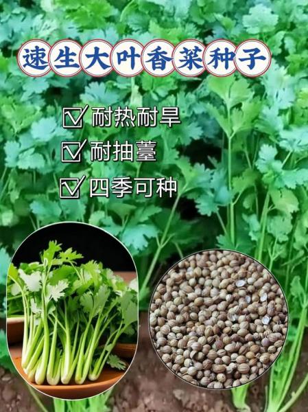 香菜的种植方法和时间种植技术,香菜的种植方法与时间?