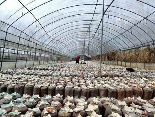 全国最大的食用菌生产基地?中国最大的食用菌市场在哪里?