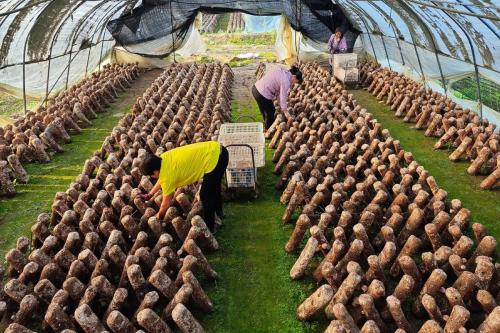 全国最大的食用菌生产基地?中国最大的食用菌市场在哪里?