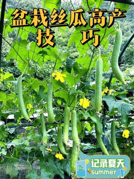 家庭种植丝瓜的方法?家庭种植丝瓜的方法有哪些?
