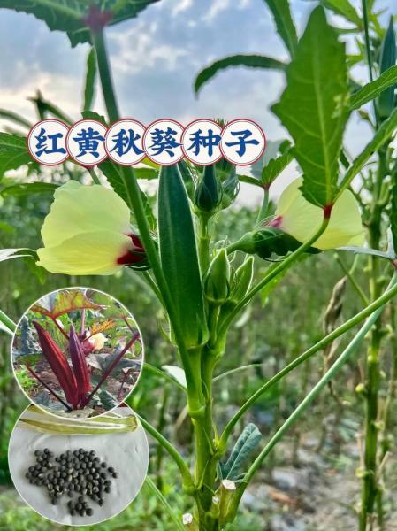 秋葵种植方法和技术,秋葵的种植方法视频教程?