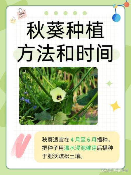 秋葵种植方法和技术，秋葵的种植方法视频教程？