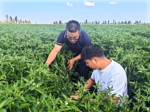 做种植业什么前景好?做种植业什么前景好一点?