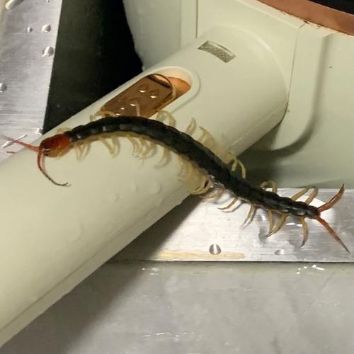 蜈蚣怕什么怎么防止它进入卧室?蜈蚣怕什么怎么防止它进入卧室蜈?