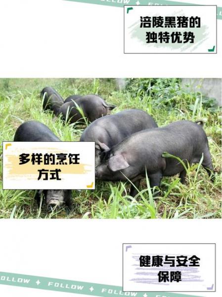 黑猪市场价格多少钱一头,黑猪批发价格?
