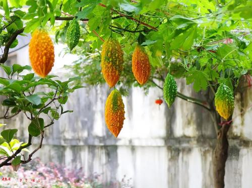 盆栽赖葡萄种植方法，赖葡萄怎么管理