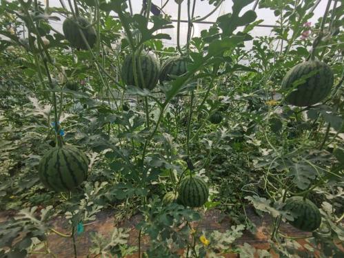 西瓜最佳种植时间？西瓜最佳种植时间是什么时候？