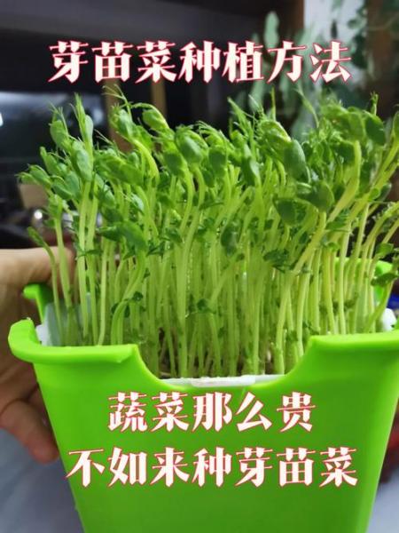 豌豆苗种植方法及管理,豌豆苗的种植方法和时间盆栽