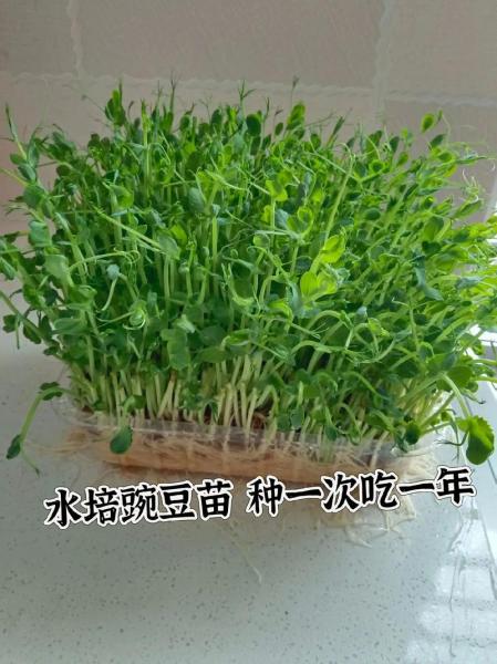 豌豆苗种植方法及管理,豌豆苗的种植方法和时间盆栽