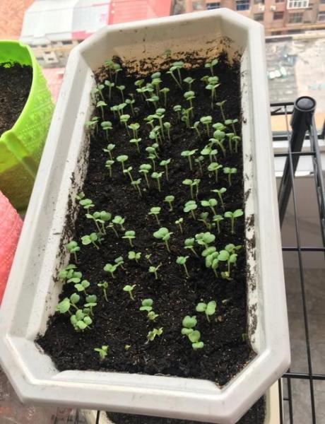 盆栽小白菜的种植方法?盆栽小白菜的种植方法视频?