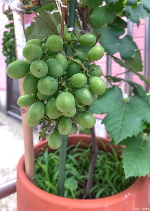 阳台盆栽葡萄种植方法?阳台栽葡萄的方法怎么栽?