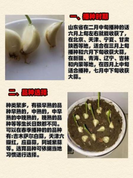 家里大蒜怎么种植方法?大蒜在家里怎么种得又大又好?