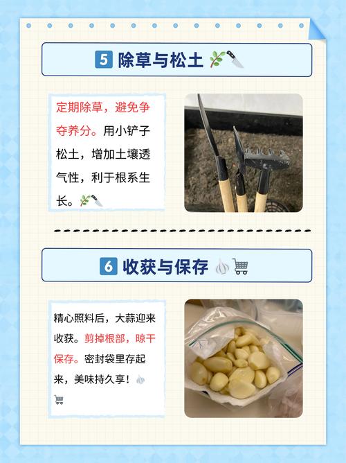 家里大蒜怎么种植方法？大蒜在家里怎么种得又大又好？