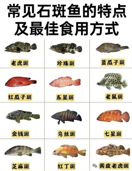 深圳石斑鱼价格多少一斤,广东石斑鱼多少钱一斤