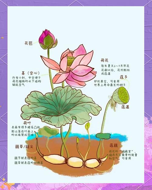水缸莲藕种植时间及方法,水缸莲藕种植时间及方法视频?