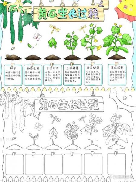 一般黄瓜种植时间和方法,黄瓜的栽种时间