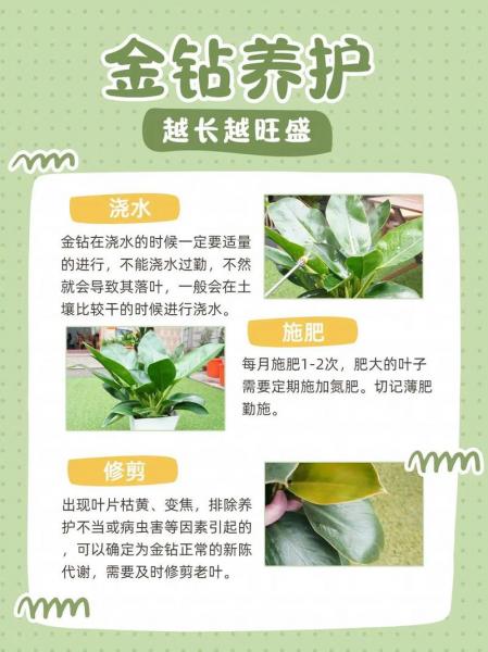 花卉金钻的养殖方法?金钻是凶树还是吉树?