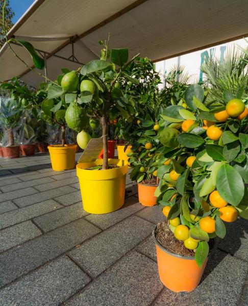 盆裁百香果种植方法?盆栽百香果种植技术与管理?