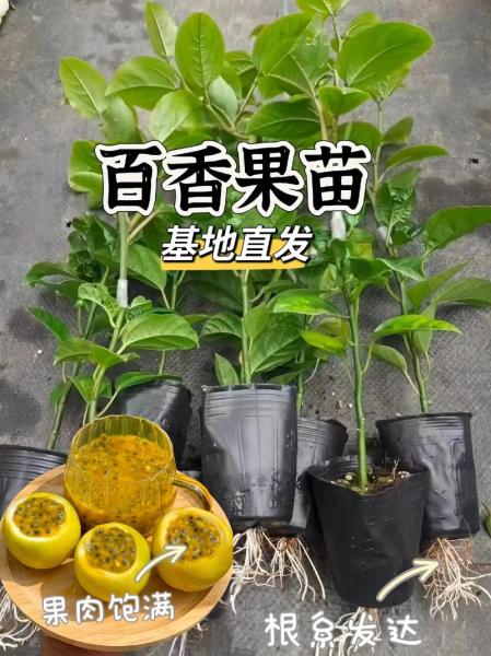 盆裁百香果种植方法?盆栽百香果种植技术与管理?