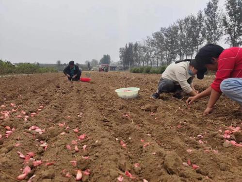 农村土地可以种植什么,农村土地种植什么比较省事