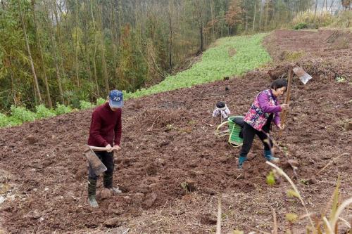 农村土地可以种植什么,农村土地种植什么比较省事