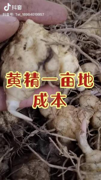 黄精种植一亩多少利润