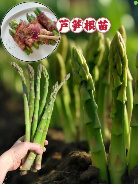 芦笋根的种植方法和时间?芦笋根的种植方法和时间视频?