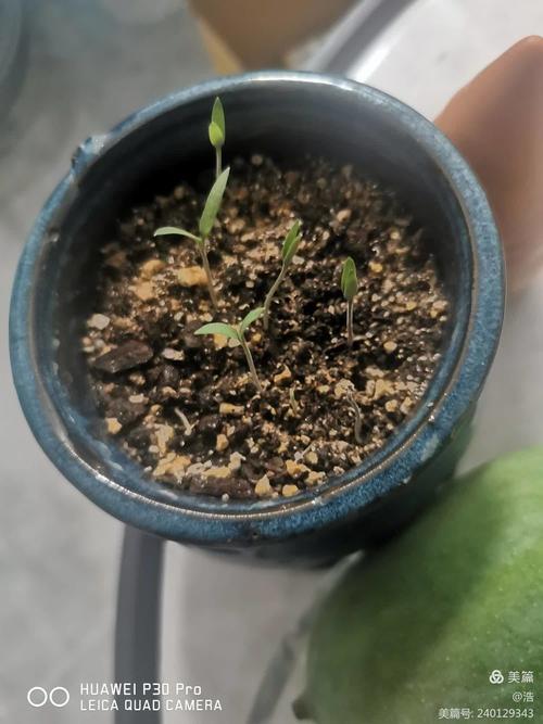 圣女果种植方法步骤,圣女果怎么种植?