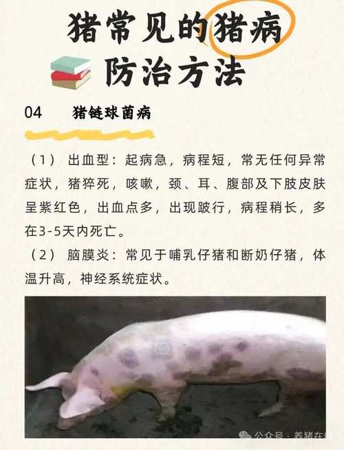 怎么预防猪流感?怎么预防猪流感传染人?