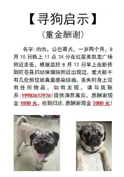 肉狗是什么网络意思?肉狗是什么品种?