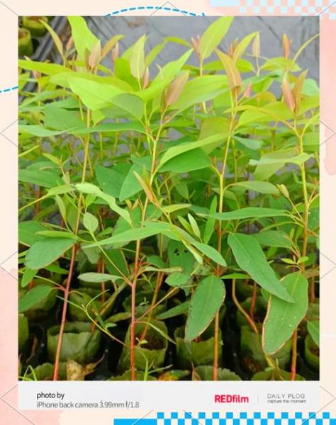 速生桉种植间隔多少米,速生桉的种植怎样的密度合适?