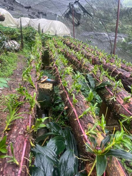 种植石斛的方法,如何种植石斛??