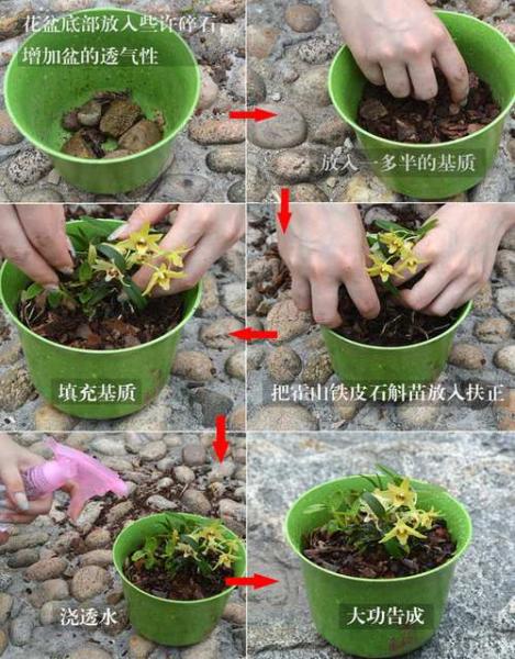 种植石斛的方法,如何种植石斛??