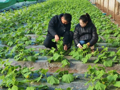 种植什么,种植什么意思?