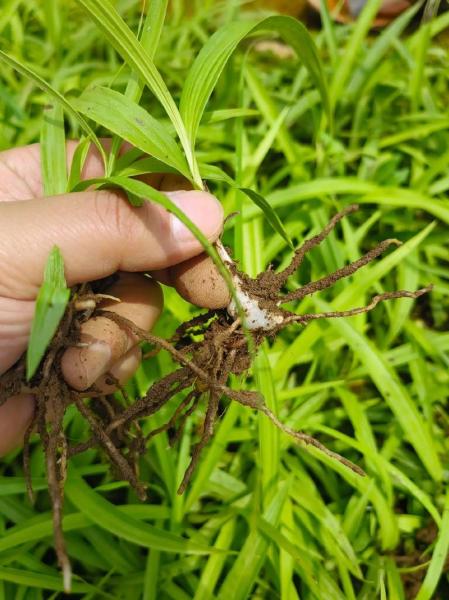 野生白芨和种植白芨的区别？野生白芨和种植白芨的区别图片？