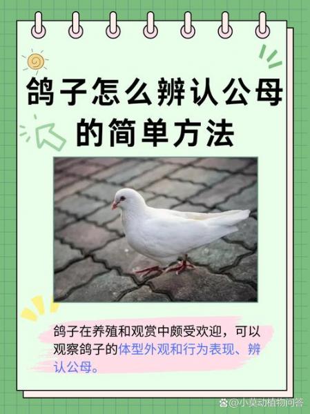在家里养鸽子的方法,如何在家里养鸽子
