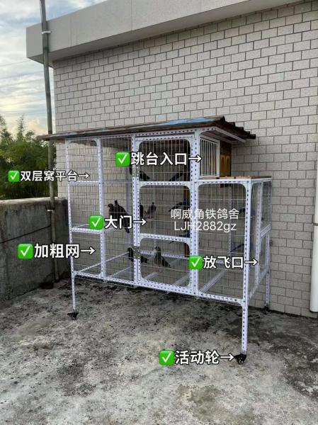 在家里养鸽子的方法,如何在家里养鸽子