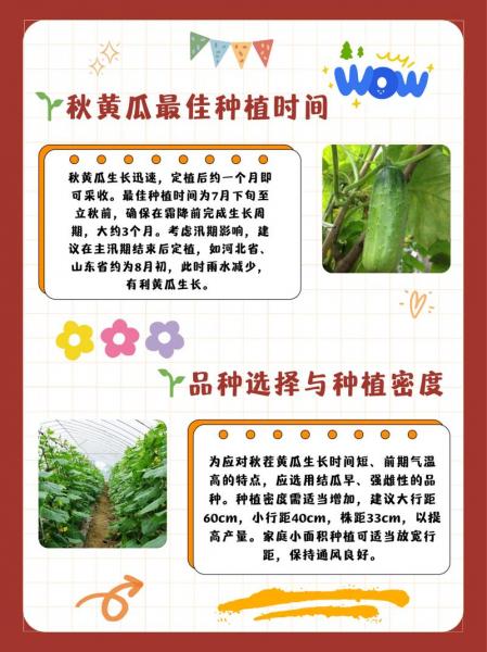 节瓜种植技术和管理方法,节瓜怎样种植产量高