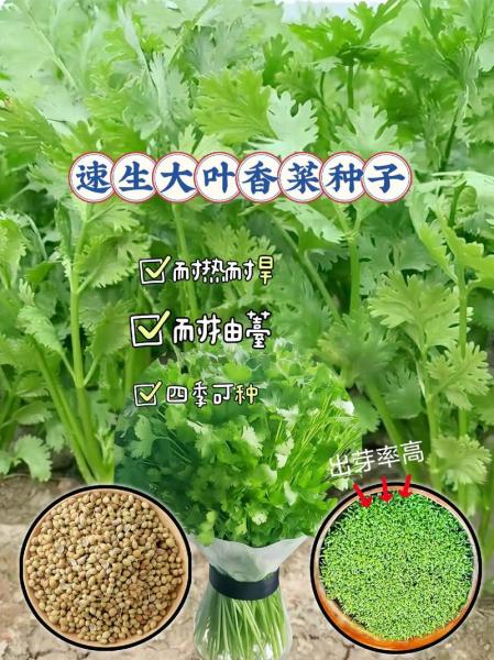 菠菜和香菜的种植方法和时间,菠菜可以和香菜套种?