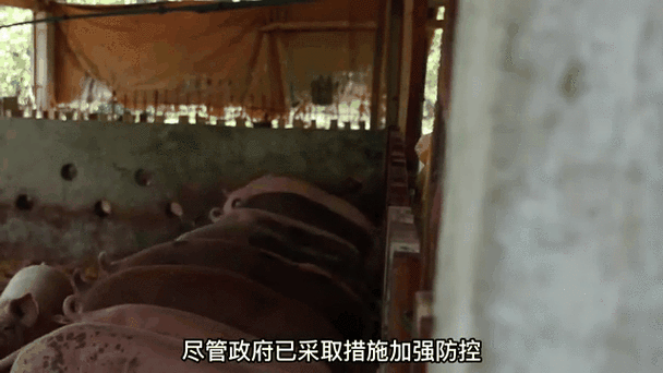 非洲猪瘟疫苗最新动态,非洲猪瘟疫苗最新动态图