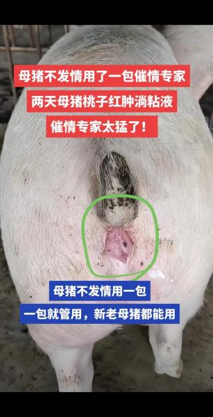 母猪一直生不出来怎么办，母猪一直产不出怎么办？
