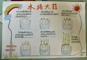 水培大蒜的种植方法,水培大蒜的种植方法步骤