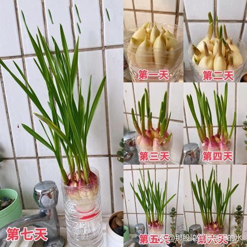 水培大蒜的种植方法，水培大蒜的种植方法步骤
